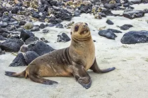 Marine Mammal Prints: Galapagos sea lion pup (Zalophus californianus wollebaeki)