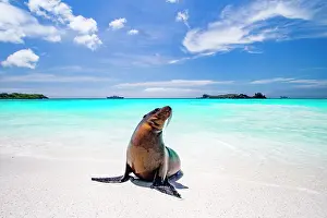 Summer Day Prints: Galapagos sea lion pup (Zalophus wollebaeki) on Gardner Beach