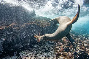 Ecological Diversity Prints: Galapagos sea lion pup (Zalophus wollebaeki) underwater playing with a lobster molt in the Galapagos Islands