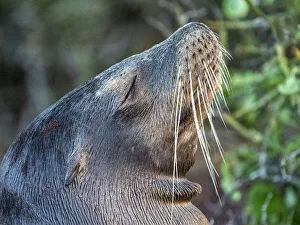 Galapagos sea lion (Zalophus wollebaeki), head detail, on North Seymour Island, Galapagos