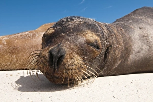 Images Dated 14th April 2010: Galapagos sea lion (Zalophus wollebaeki), Gardner Bay, Isla Espanola (Hood Island)