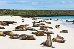 Images Dated 14th April 2010: Galapagos sea lion (Zalophus wollebaeki), Gardner Bay, Isla Espanola (Hood Island)