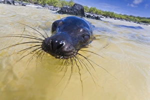 Humour Prints: Galapagos sea lion (Zalophus wollebaeki) pup
