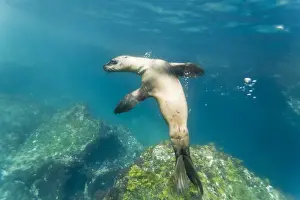 Galapagos sea lion (Zalophus wollebaeki) underwater, Tagus Cove, Isabela Island, Galapagos Islands, Ecuador, South America