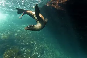 Ecuador Prints: Galapagos sea lion (Zalophus wollebaeki) underwater