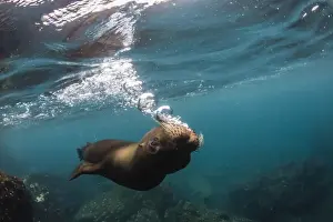 Galapagos sea lion (Zalophus wollebaeki) underwater at Santiago Island, Galapagos