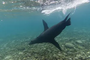 Galapagos sea lions (Zalophus californianus wollebaeki), underwater, Santa Fe Island