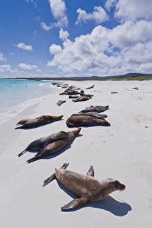 Lying Prints: Galapagos sea lions (Zalophus wollebaeki)