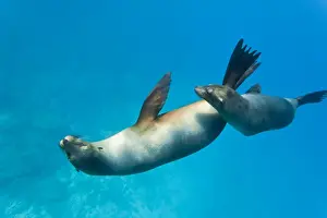 Galapagos sea lions (Zalophus wollebaeki) underwater, Champion Island, Galapagos Islands, Ecuador, South America