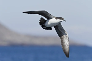 Punta Pitt Prints: Galapagos shearwater (Puffinus subalaris)