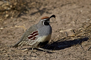 Gambels quail (Callipepla gambelii), male, Bosque del Apache National Wildlife Refuge