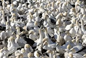 Images Dated 23rd January 2009: Gannet colony, Lamberts Bay, South Africa, Africa