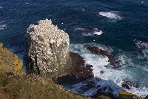 Images Dated 25th July 2009: Gannet colony (Sula bassana) at Langanes, Langanes Peninsula, North Iceland (Nordurland)