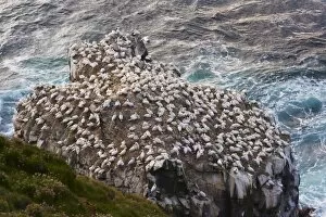 Images Dated 24th July 2009: Gannet colony (Sula bassana) at Langanes, Langanes peninsula, North Iceland (Nordurland)