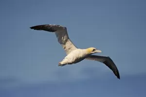 Images Dated 25th July 2009: Gannet in flight (Sula bassana) at Langanes, Langanes peninsula, North Iceland
