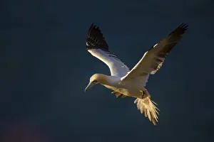 Gannets Prints: Gannet (Morus bassanus) in flight at sunset on Bempton Cliffs, Yorkshire, England