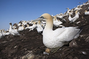 Gannets Prints: Gannet (Morus bassanus), on nest with egg, Bass Rock, Scotland, United Kingdom, Europe
