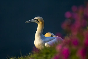 Gannets Prints: Gannet (Morus bassanus) at sunset on Bempton Cliffs, Yorkshire, England, United Kingdom