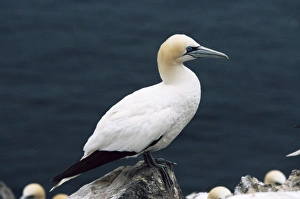 Bass Rock Prints: Gannet perched on rock
