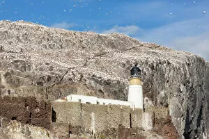 Lighthouse Gallery: Gannets on Bass Rock, East Lothian, Scotland, United Kingdom, Europe