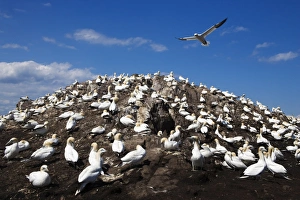 Gannets Prints: Gannets (Morus bassanus), Bass Rock, Scotland, United Kingdom, Europe