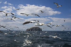 Gannets Prints: Gannets (Morus bassanus) in flight, following fishing boat off Bass Rock