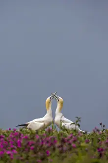 Gannets Prints: Gannets (Morus bassanus) sky-pointing at dawn on Bempton Cliffs, Yorkshire, England