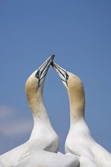 Gannets Prints: Gannets (Morus bassanus) skypointing, Bass Rock, Scotland, United Kingdom, Europe