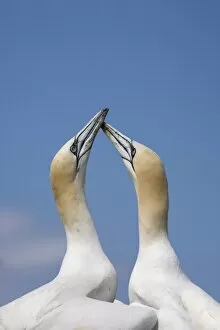 Images Dated 4th June 2008: Gannets (Morus bassanus) skypointing, Bass Rock, Scotland, United Kingdom, Europe