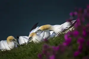 Gannets Prints: Gannets (Morus bassanus) at sunset squabbling over territory on Bempton Cliffs, Yorkshire