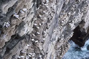 Gannets nesting on cliffs of Noss National Nature Reserve
