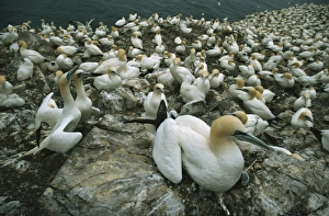 Gannets Prints: Gannets on nests, Bass Rock, East Lothian, Scotland, United Kingdom, Europe