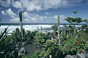 Canary Island Prints: Garden by the Atlantic ocean