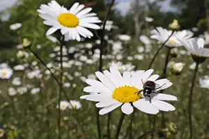 Invertebrate Prints: Garden chafer (Phyllopertha horticola) on Ox eye or Marguerite daisy (Leucanthemum vulgare) in meadow