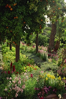 Oranges Prints: Garden of La Mamounia Hotel, Marrakesh, Morocco, North Africa, Africa