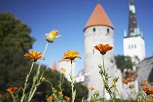 Images Dated 20th August 2009: Garden outside Lower Town Wall with Oleviste Church in background, Tallinn