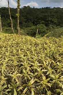 Costa Rican Prints: Garden plants being grown between La Fortuna and San Ramon, Costa Rica
