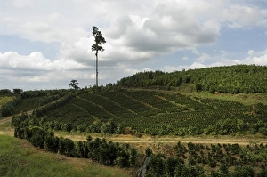 Garden plants being grown between La Fortuna and San Ramon, Costa Rica, Central America