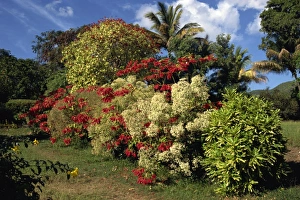 Leeward Island Prints: Detail from the gardens of the Caribelle Batik Offices