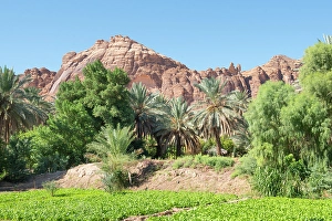 Grove Prints: Gardens in the date palm grove in the Oasis of AlUla, Medina Province, Saudi Arabia