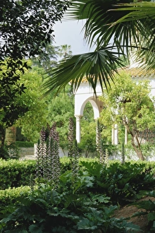 Alcazar Prints: The gardens from the palace wall