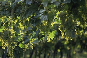 Cluster Prints: Garganega grapes
