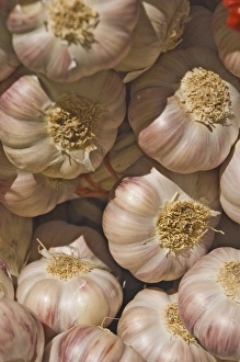 Garlic Prints: Garlic
