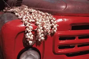 Images Dated 13th February 2008: Garlic and old truck, Cuba, West Indies, Central America