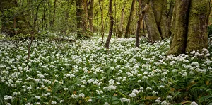Wild Garlic Prints: In the garlic woods near Lennox Castle in Lennoxtown, East Dunbartonshire, Scotland