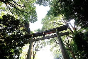 Mindfulness Prints: Gate of the Meiji Jingu, one of the main Shinto shrines in Tokyo, Honshu, Japan