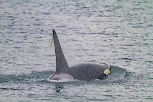 Hues Prints: Gathering of at least two resident pods of killer whales (Orcinus orca) encountered near sunset