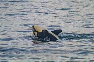 Whale Prints: Gathering of at least two resident pods of killer whales (Orcinus orca) encountered near sunset