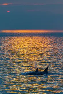 Whales Prints: Gathering of at least two resident pods of killer whales (Orcinus orca) encountered near sunset