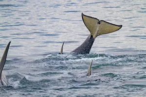 Whale Prints: Gathering of at least two resident pods of killer whales (Orcinus orca) encountered near sunset